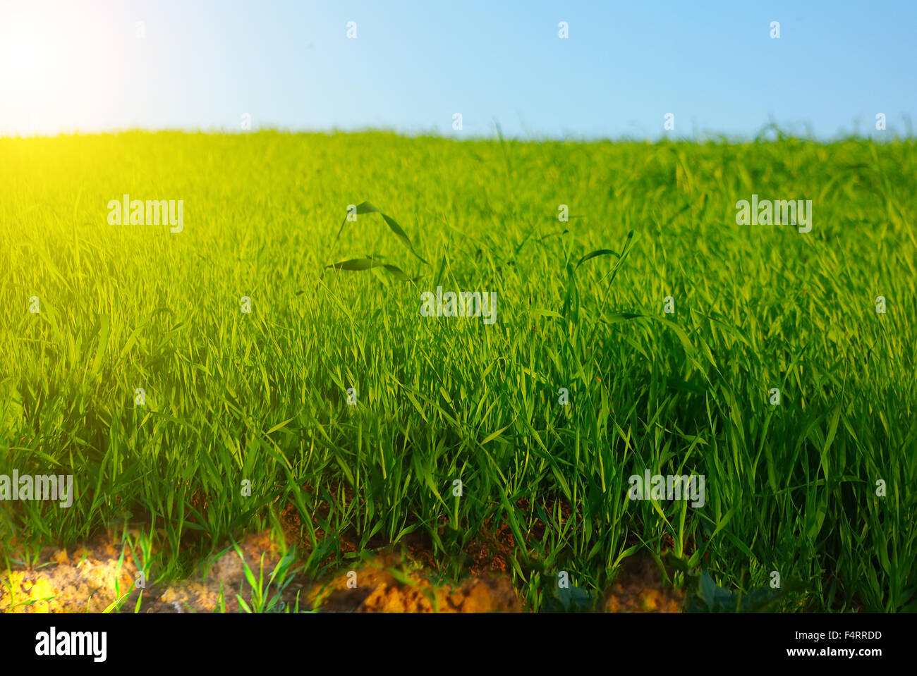 Morning in the field a sunny day Stock Photo - Alamy