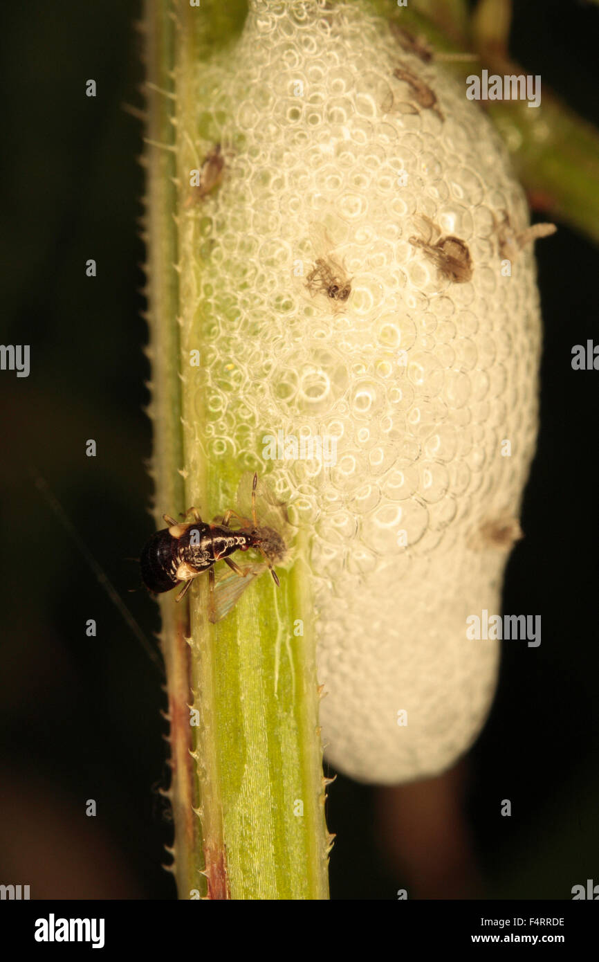 Midges In East Anglia