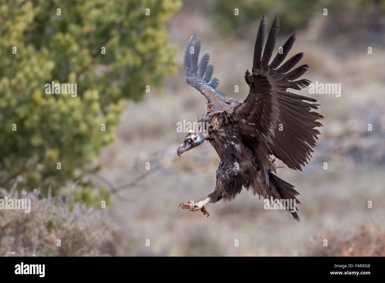 Cinereous vulture (Aegypius monachus) Old World vulture in flight, landing, Alps, Pyrenees, Catalonia, Spain Stock Photo