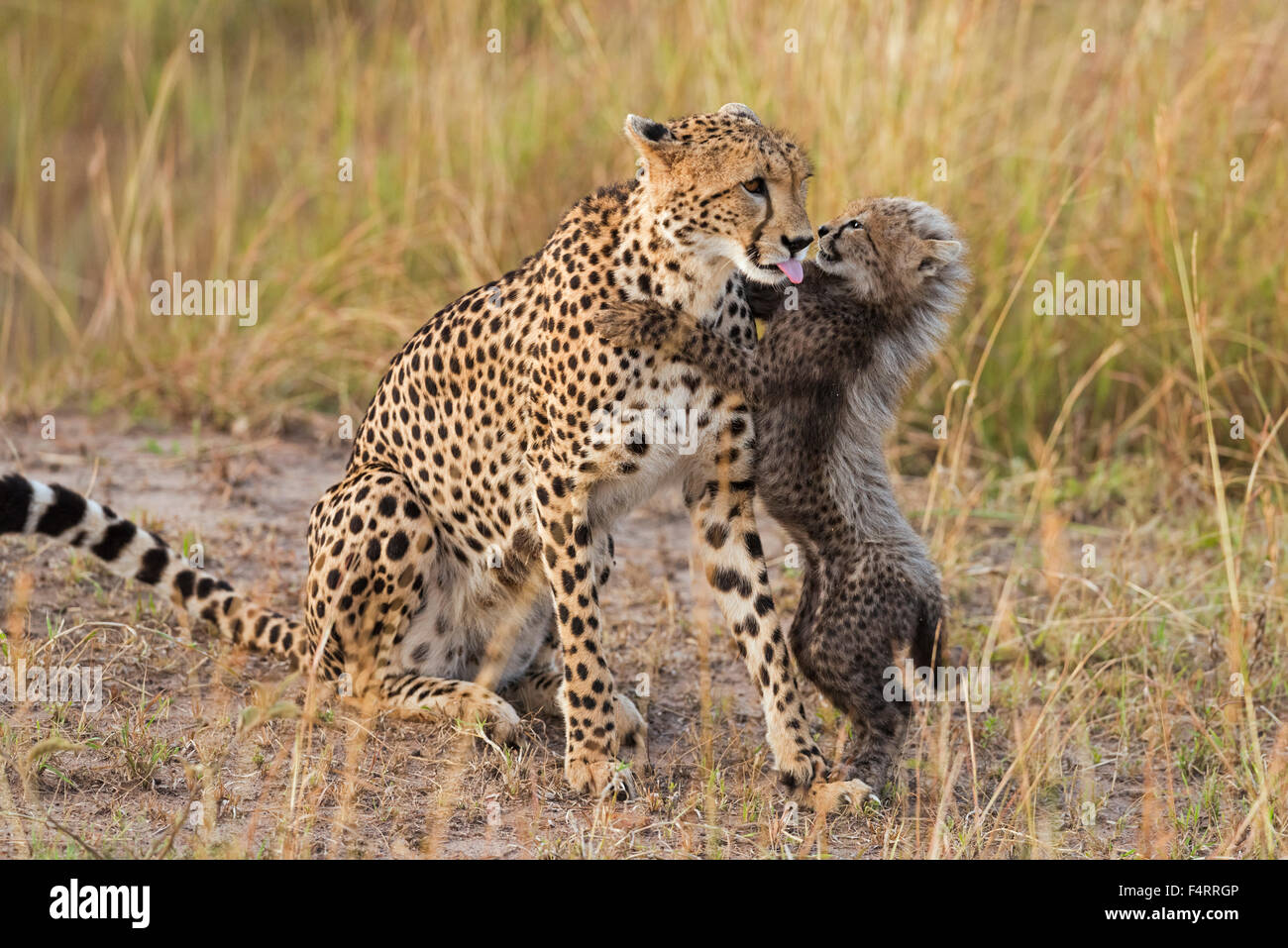 Cheetahs (Acinonyx jubatus), six-week-old cheetah cub playing with his mother, Maasai Mara National Reserve, Narok County, Kenya Stock Photo
