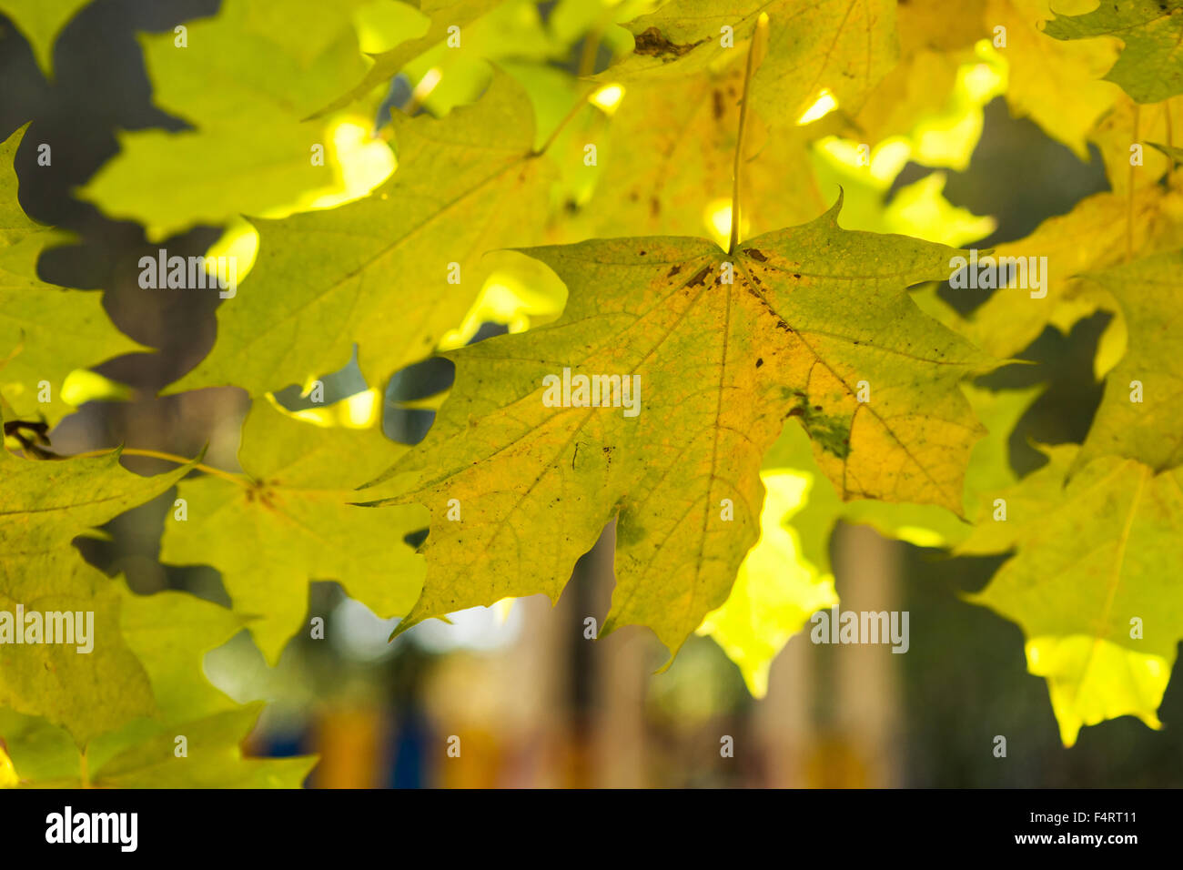 Closeup view of yellow and green maple leaves in fall. Golden autumn or ...