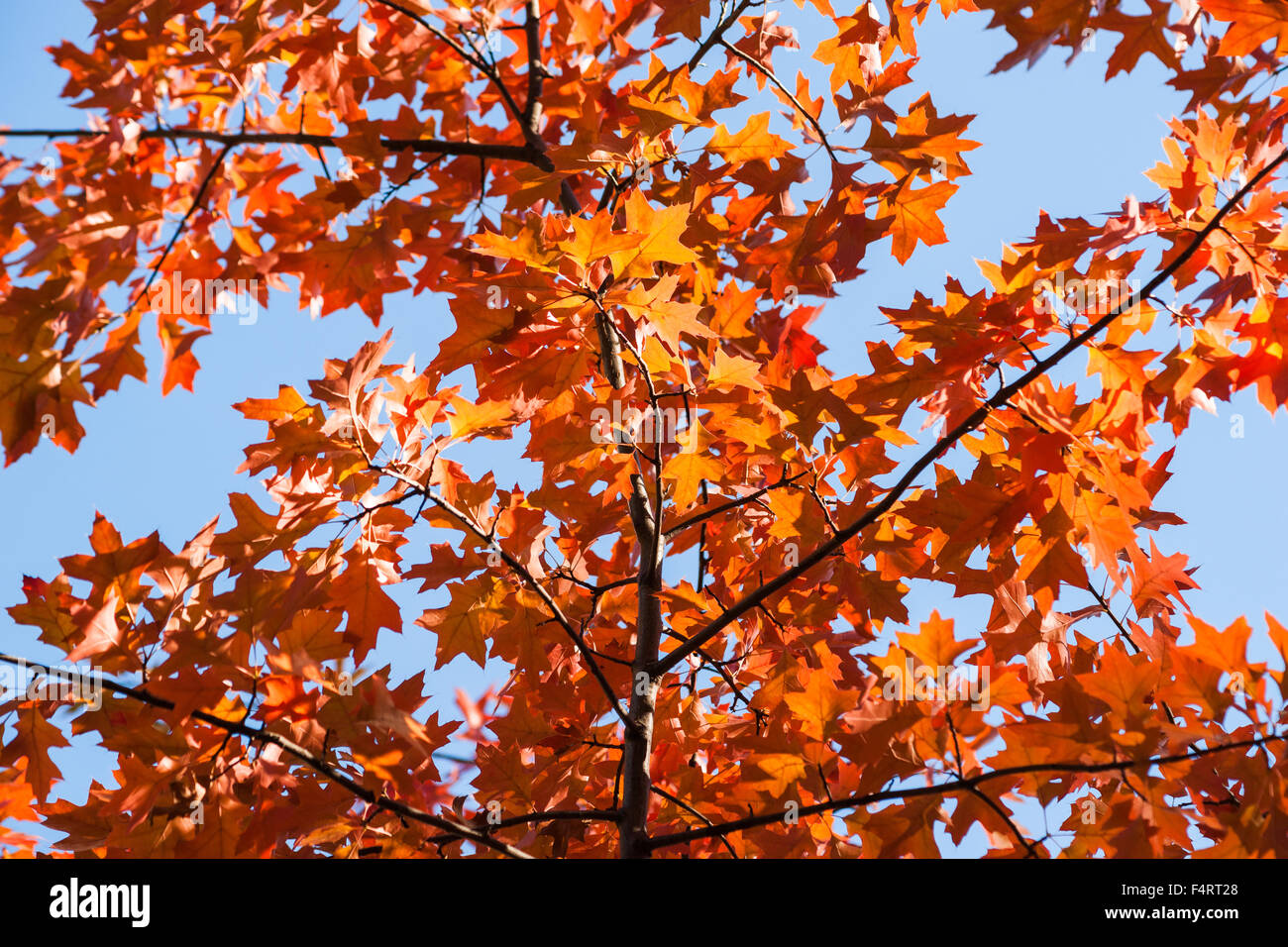 Orange and red maple tree hi-res stock photography and images - Alamy