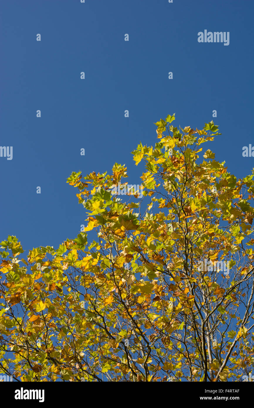 Autumn foliage against a deep blue sky Stock Photo - Alamy