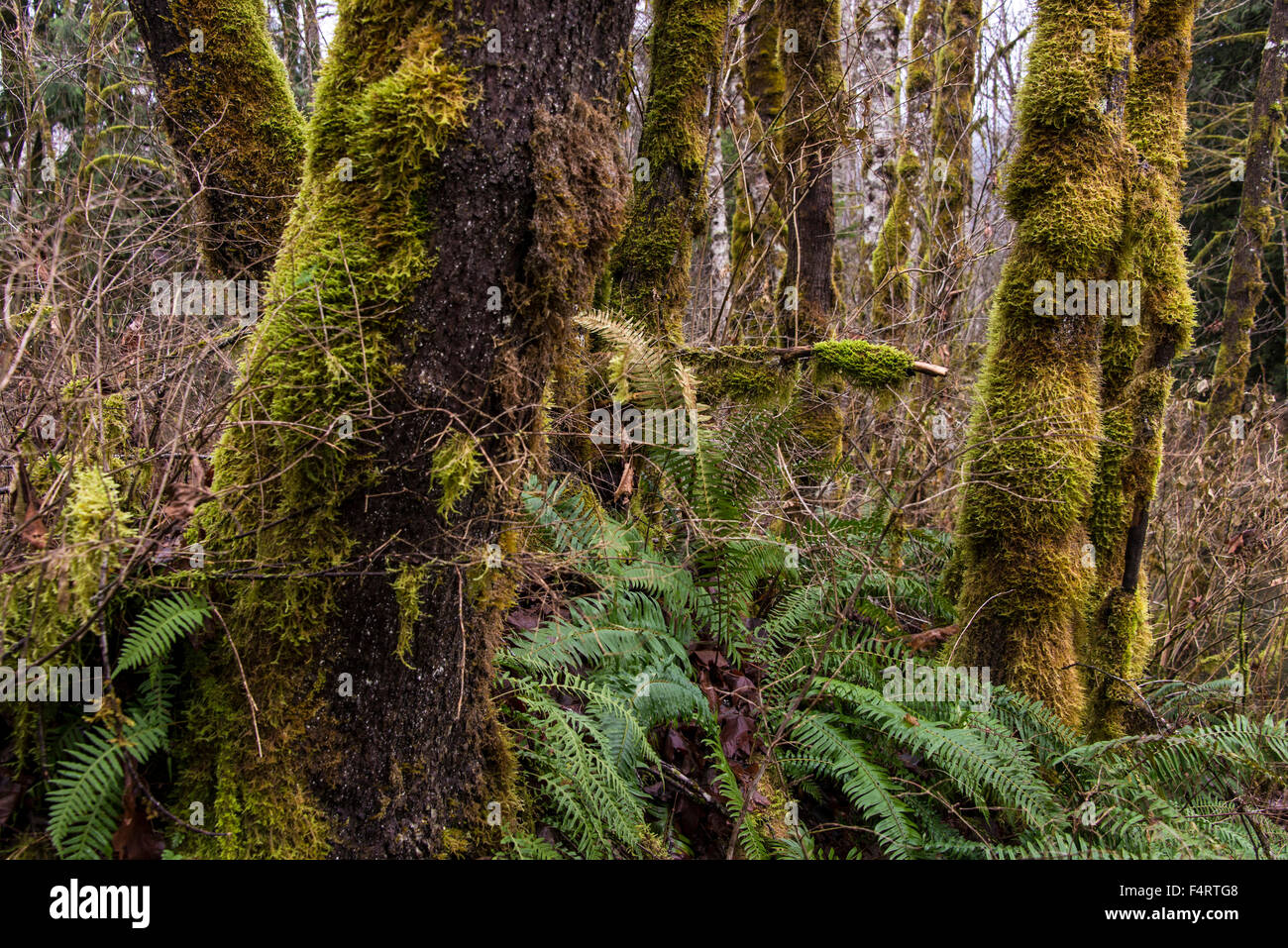 temperate rainforest, rainforest, vegetation, plants, nature, tree
