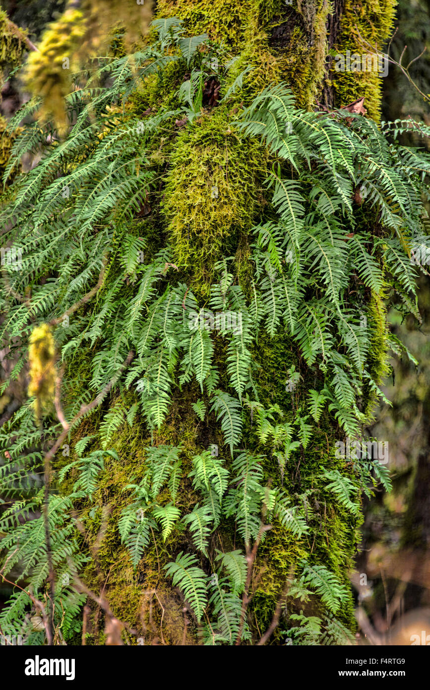 temperate rainforest, rainforest, vegetation, plants, nature, tree, fern Stock Photo Alamy