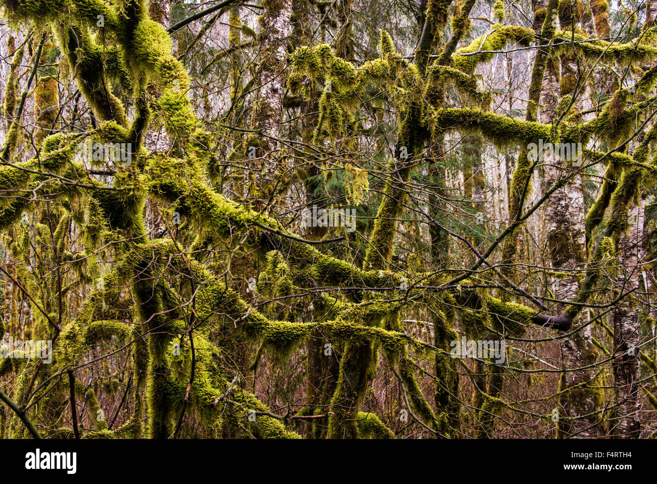 temperate rainforest, rainforest, vegetation, plants, nature, tree