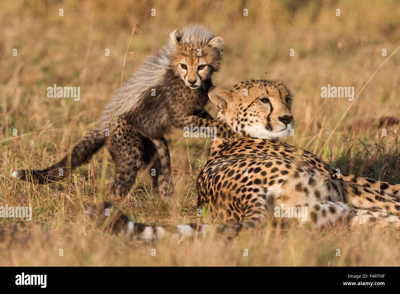 Cheetahs (Acinonyx jubatus), six-week-old cheetah cub playing with his mother, Maasai Mara National Reserve, Narok County, Kenya Stock Photo