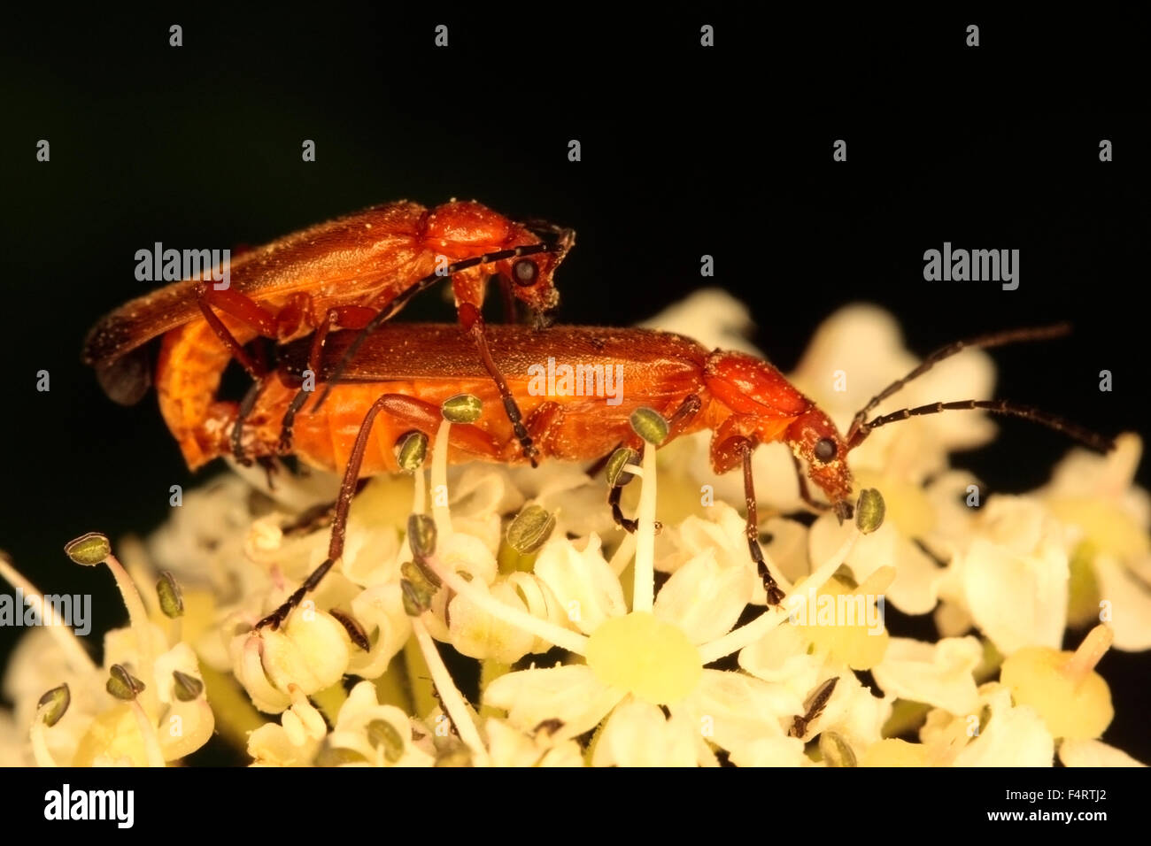 Soldier Beetle Stock Photo