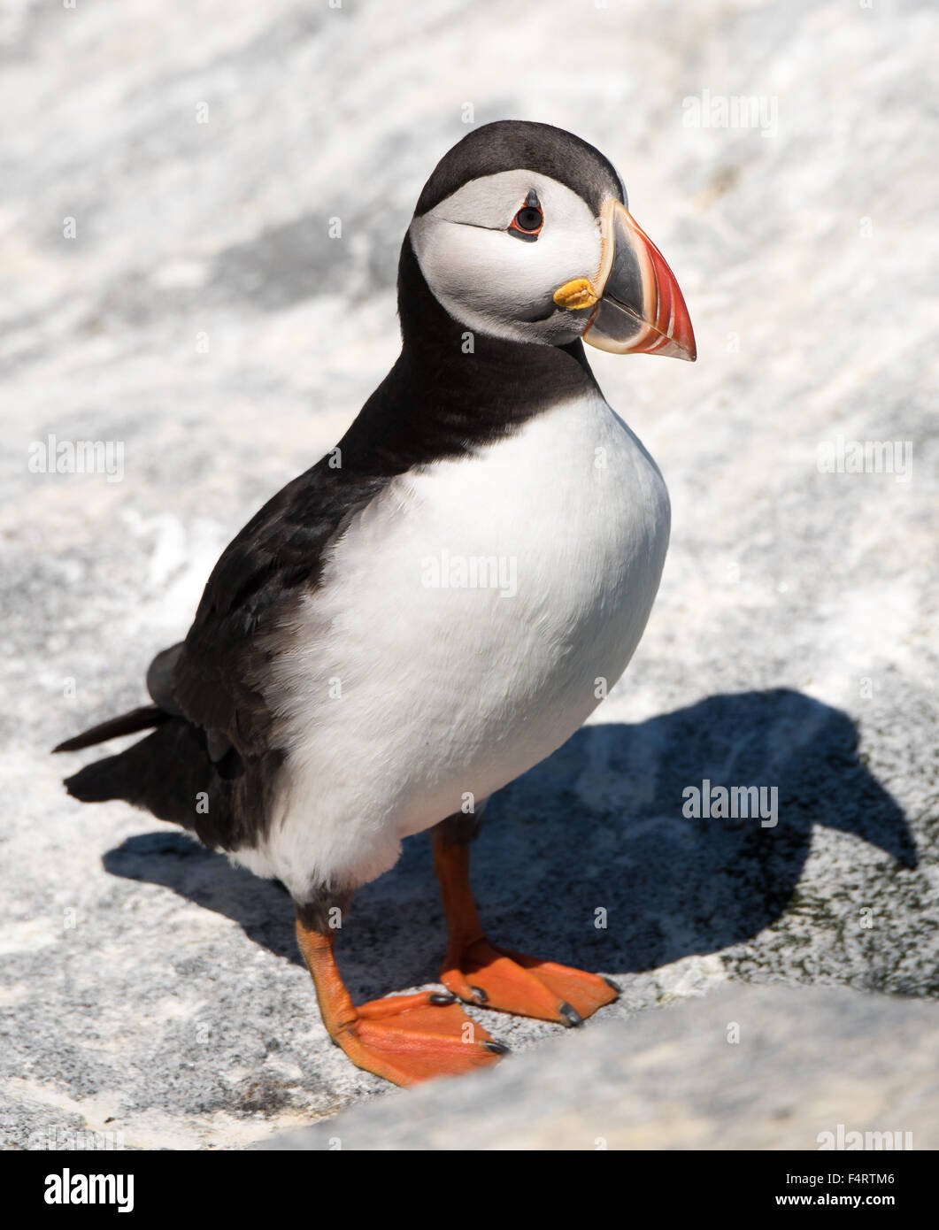 Profile Portrait of a Atlantic Puffin with a Shadow Stock Photo