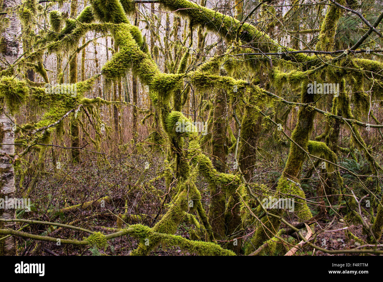 temperate rainforest, rainforest, vegetation, plants, nature, tree