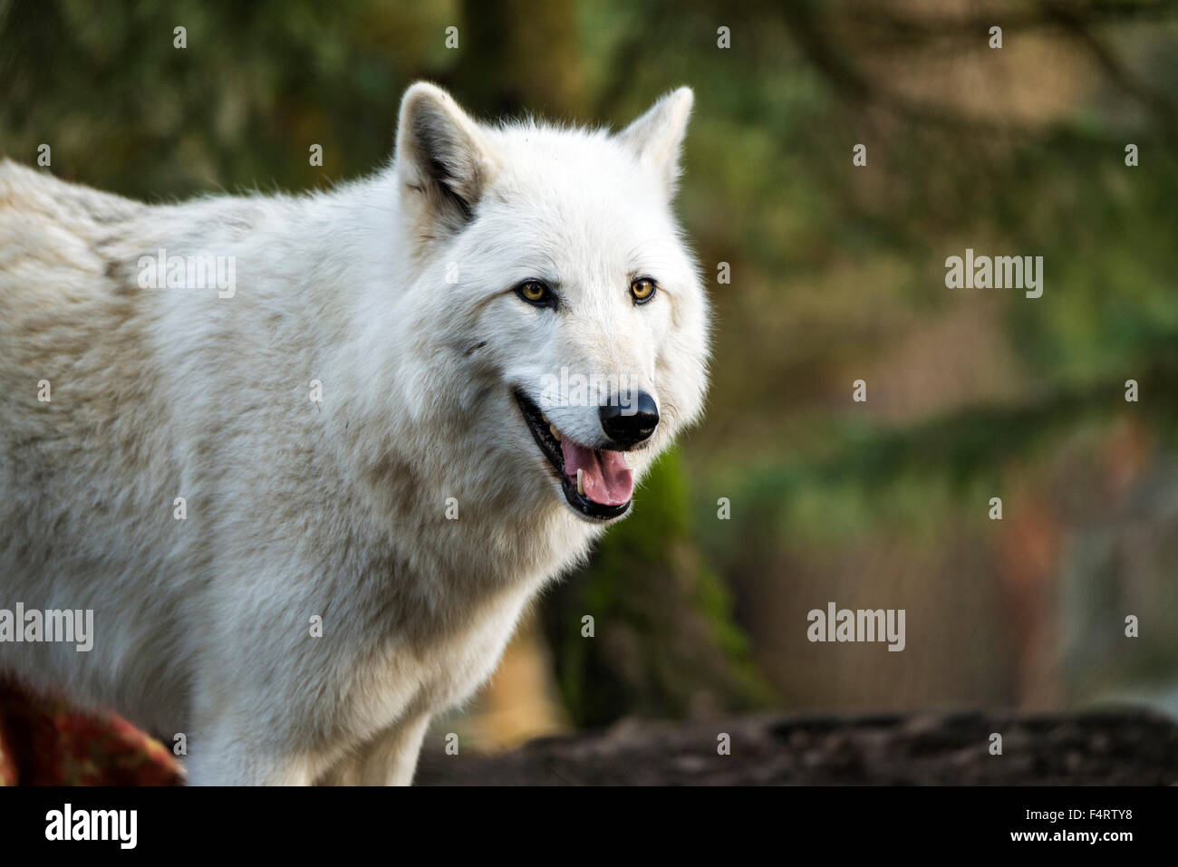 gray wolf; white phase; canis lupus, wolf, animal Stock Photo - Alamy