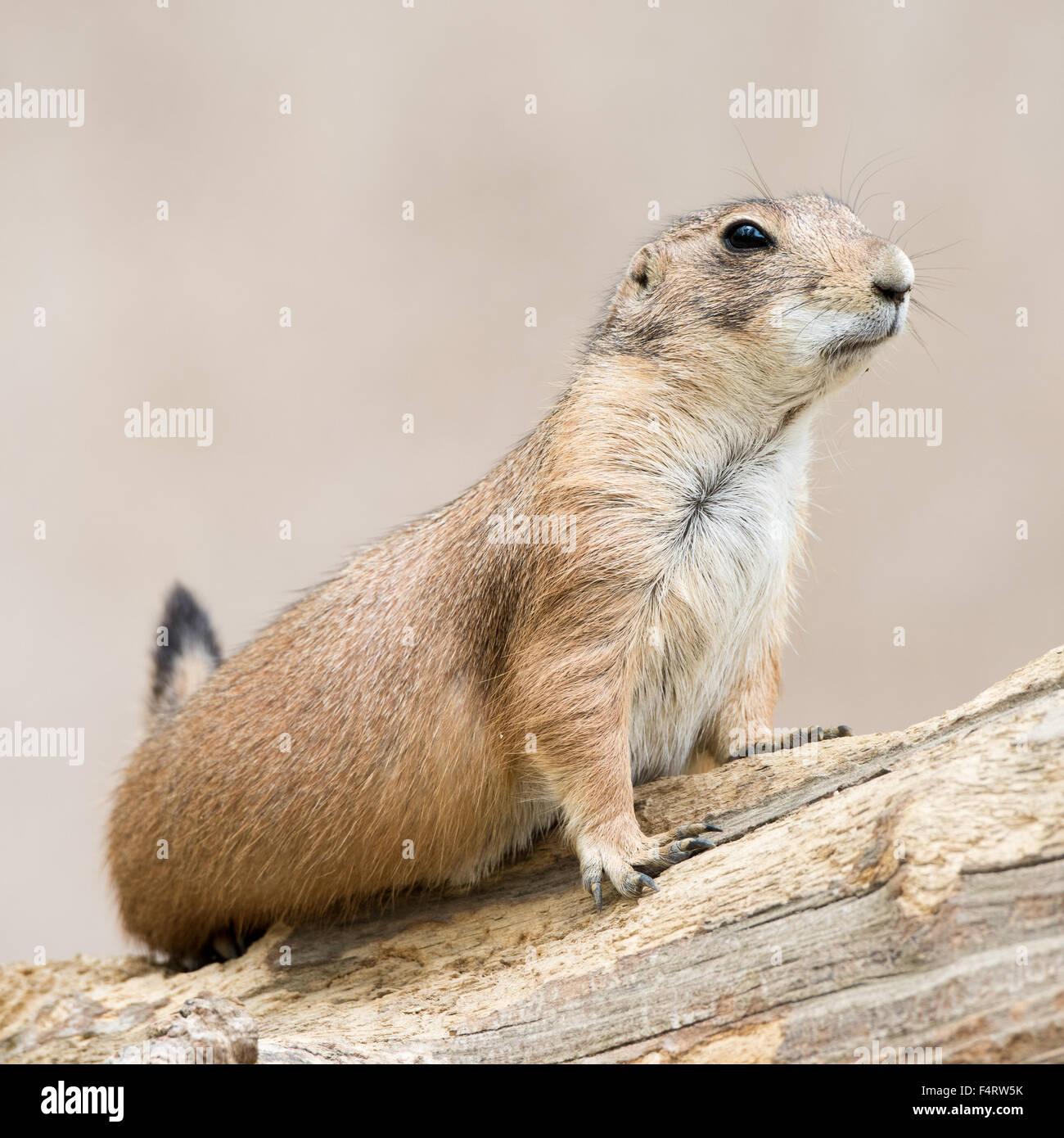 Profile Portrait of a Prairie Dog Against a Tan Background Stock Photo