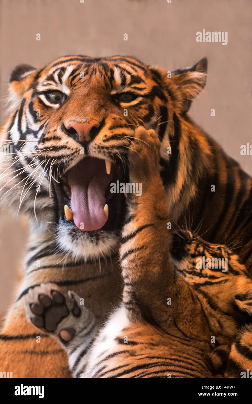 sumatran tiger, tiger, animal, Panthera tigris sumatrae Stock Photo