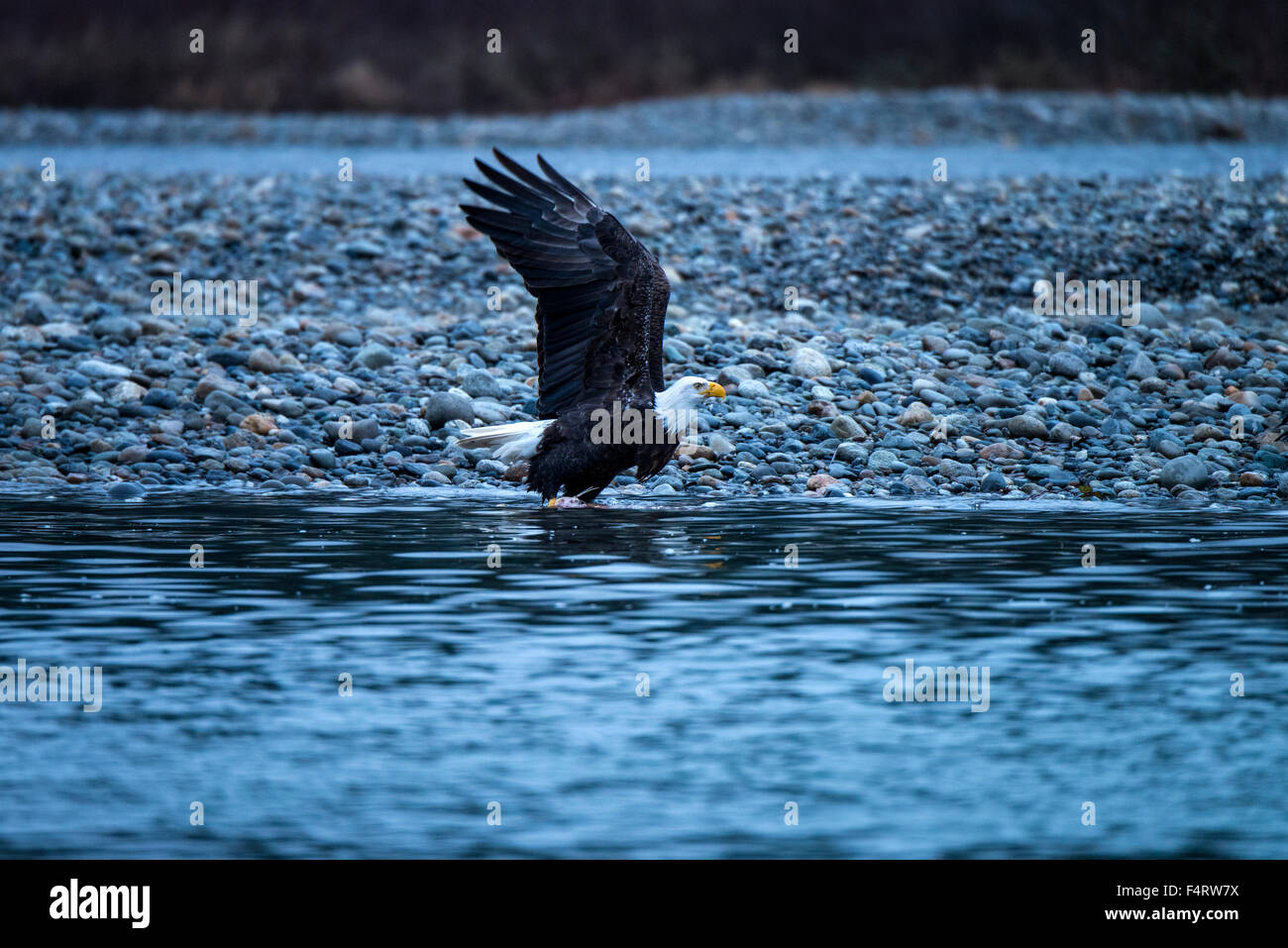 bald eagle, eagle, bird, haliaeetus leucocephalus, skagit river, Washington, USA, Stock Photo