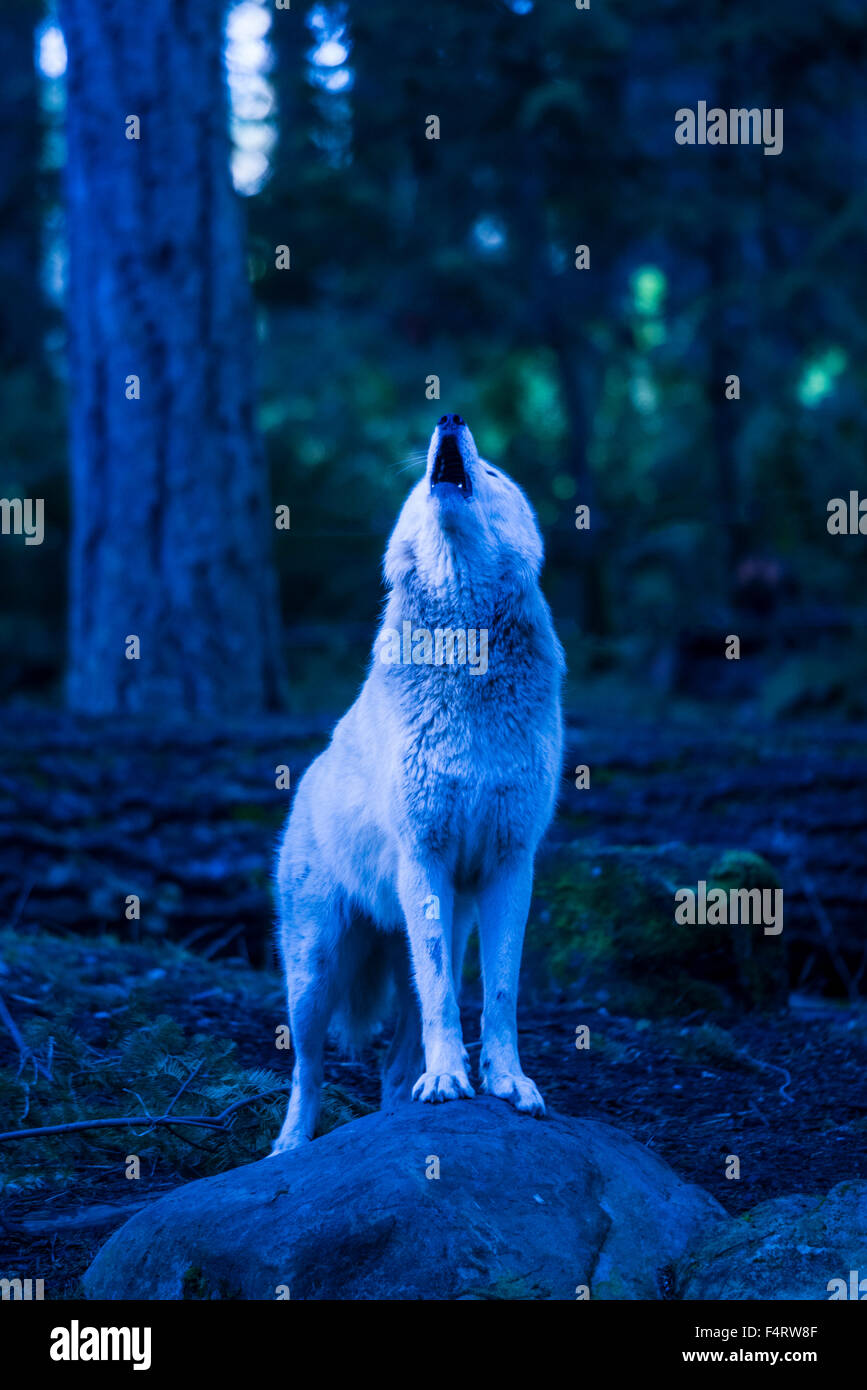 gray wolf, white phase, canis lupus, wolf, animal, USA, howling Stock Photo