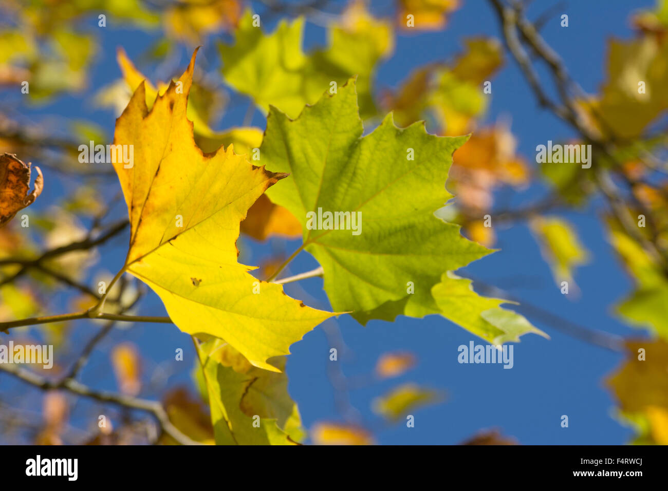 Autumn foliage against a deep blue sky Stock Photo - Alamy