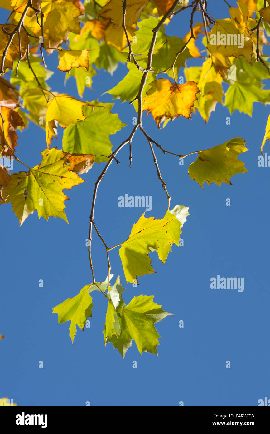 Autumn foliage against a deep blue sky Stock Photo - Alamy