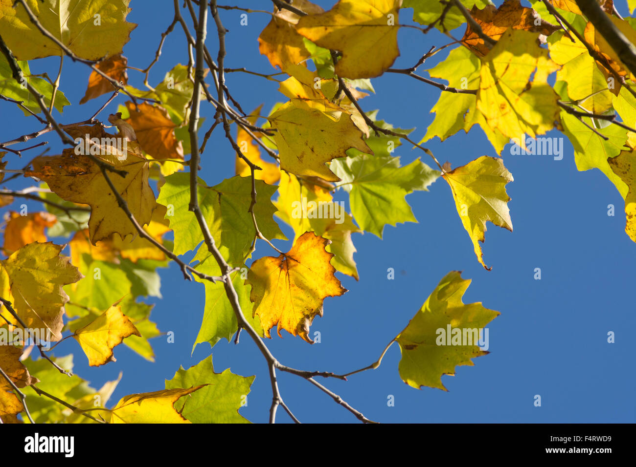 Autumn foliage against a deep blue sky Stock Photo - Alamy
