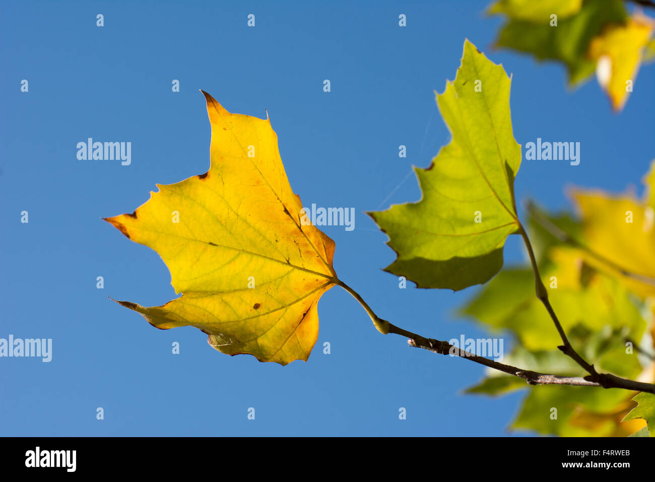 Autumn foliage against a deep blue sky Stock Photo - Alamy