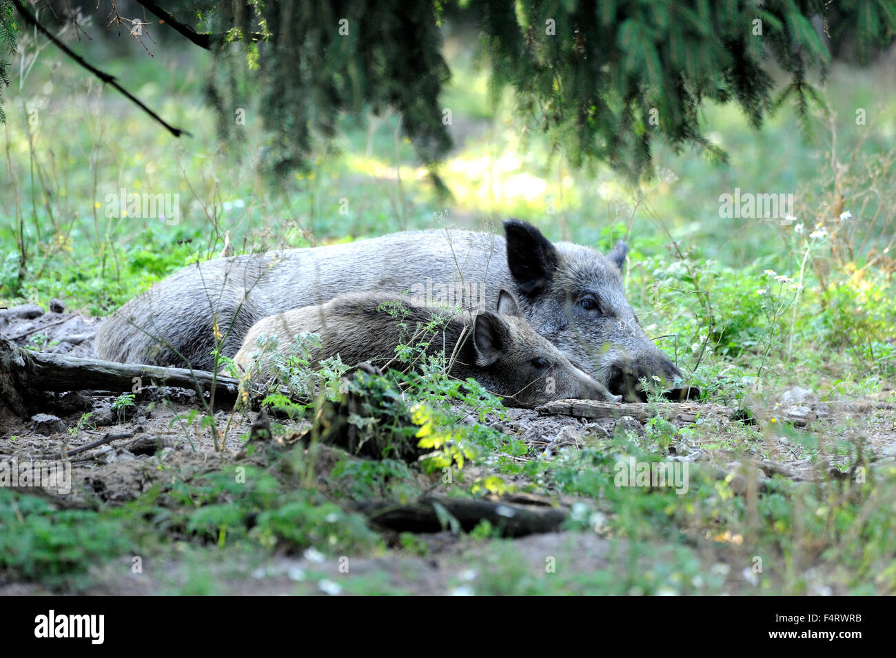 Wild boars, Stock Photo