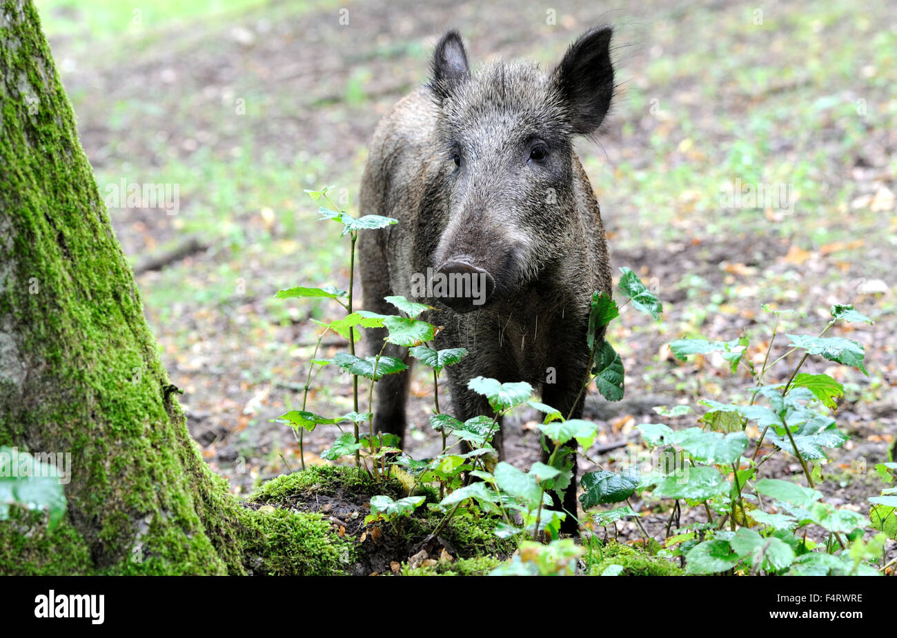 Wild boars Stock Photo