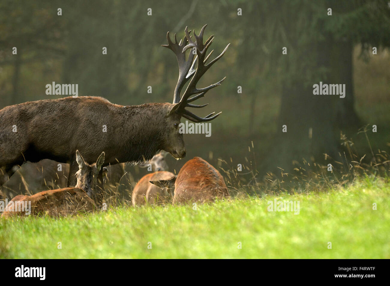 Red deer-rut Stock Photo