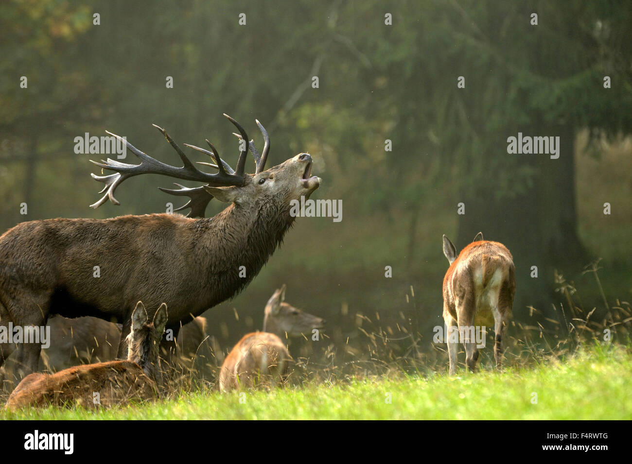 Red deer-rut Stock Photo