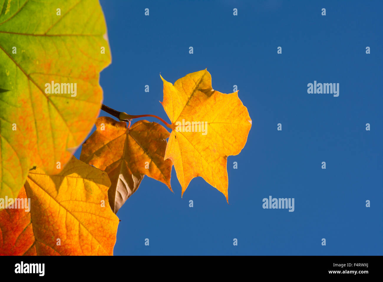 Autumn foliage against a deep blue sky Stock Photo - Alamy