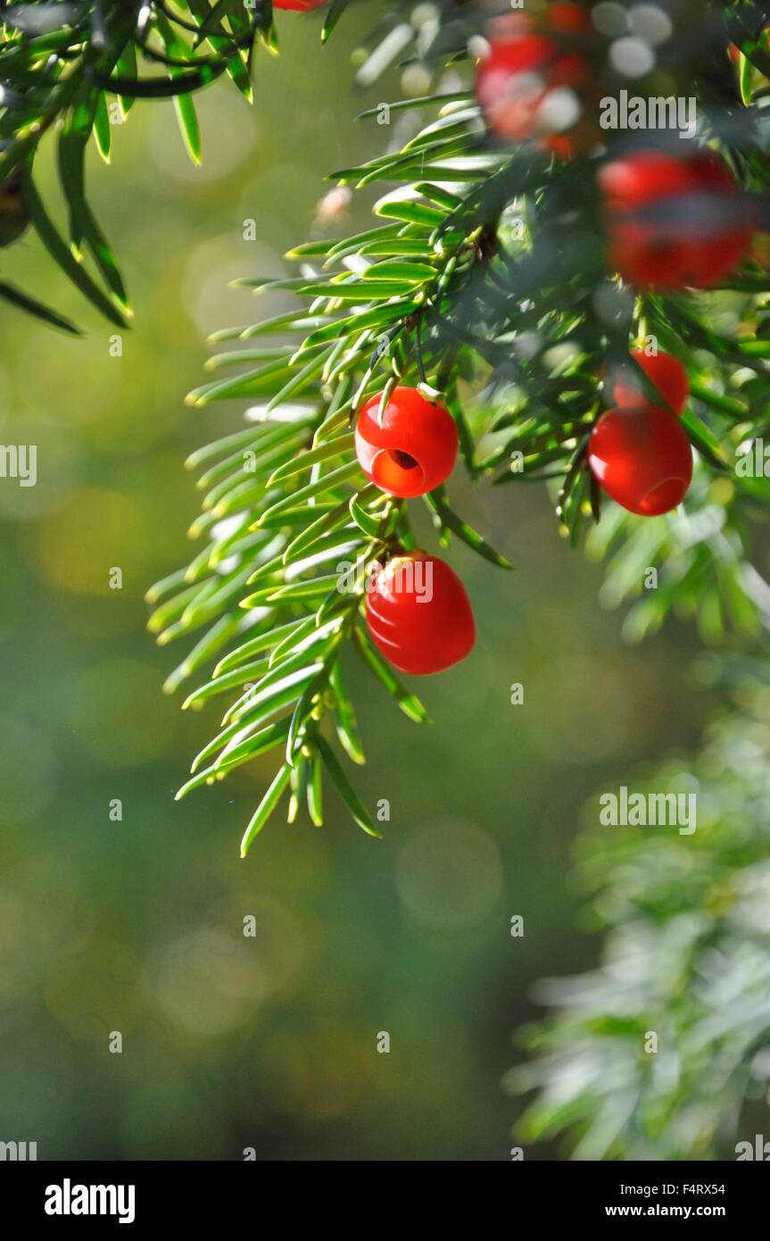 yew tree berries Stock Photo