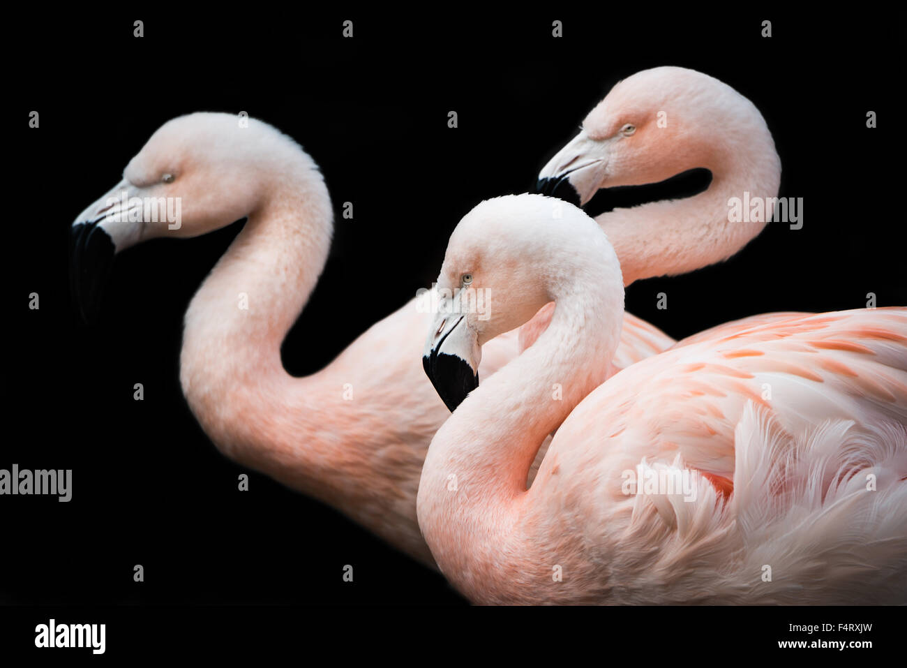 Chilean Flamingo trio standing in water Stock Photo