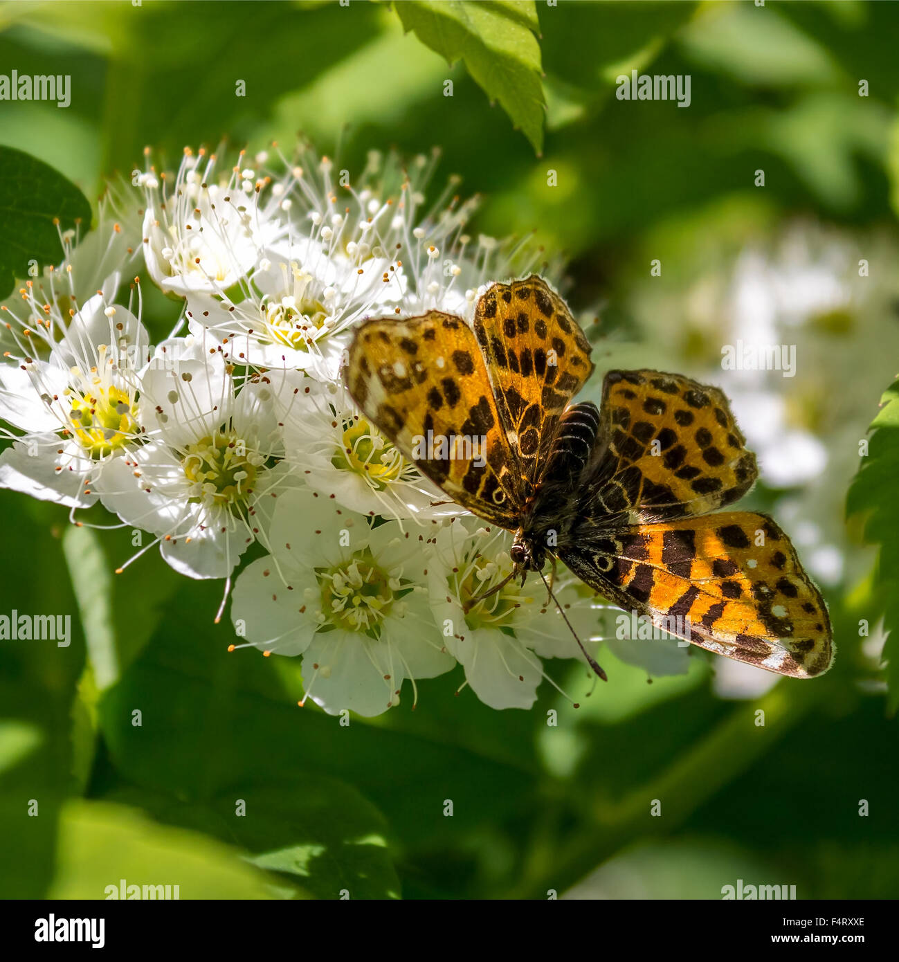 Butterfly on flowers Brenthis Physocarpus Stock Photo