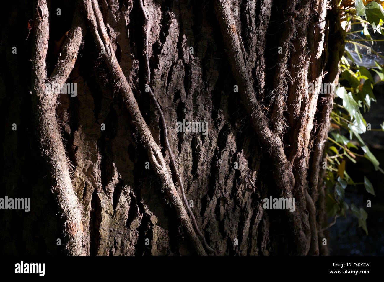 Ivy (Hedera) roots around a tree trunk Stock Photo