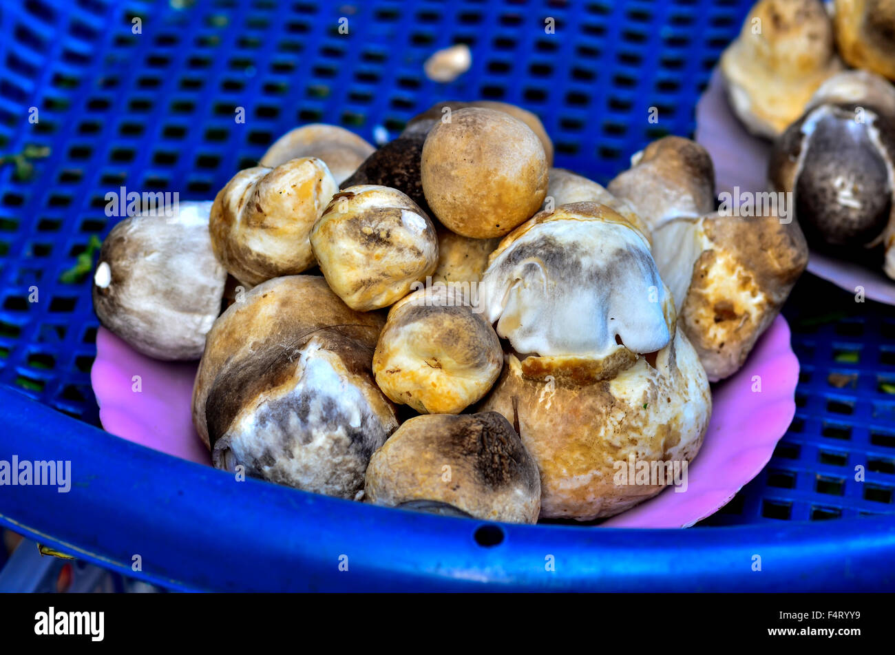 mushroom sell in market thailand Stock Photo