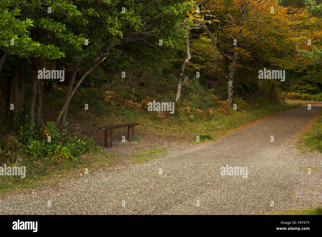 Autumn view with lone bench at the Ross Island in Killarney National ...