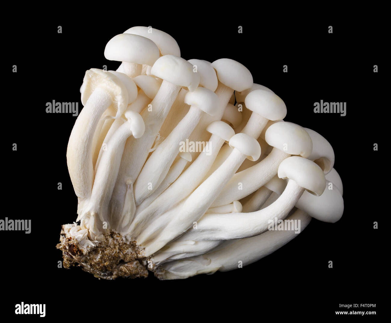 White beech mushrooms, bunapi shimeji, also called white clamshell mushrooms, an edible fungus on black background. Stock Photo