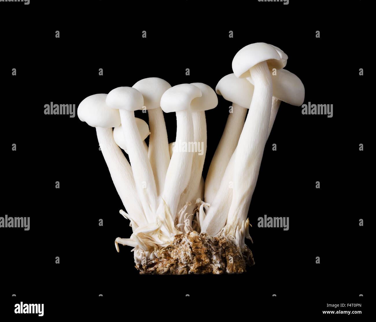 Small group of white beech mushrooms, bunapi shimeji, also called white clamshell mushrooms, an edible fungus. Black background. Stock Photo