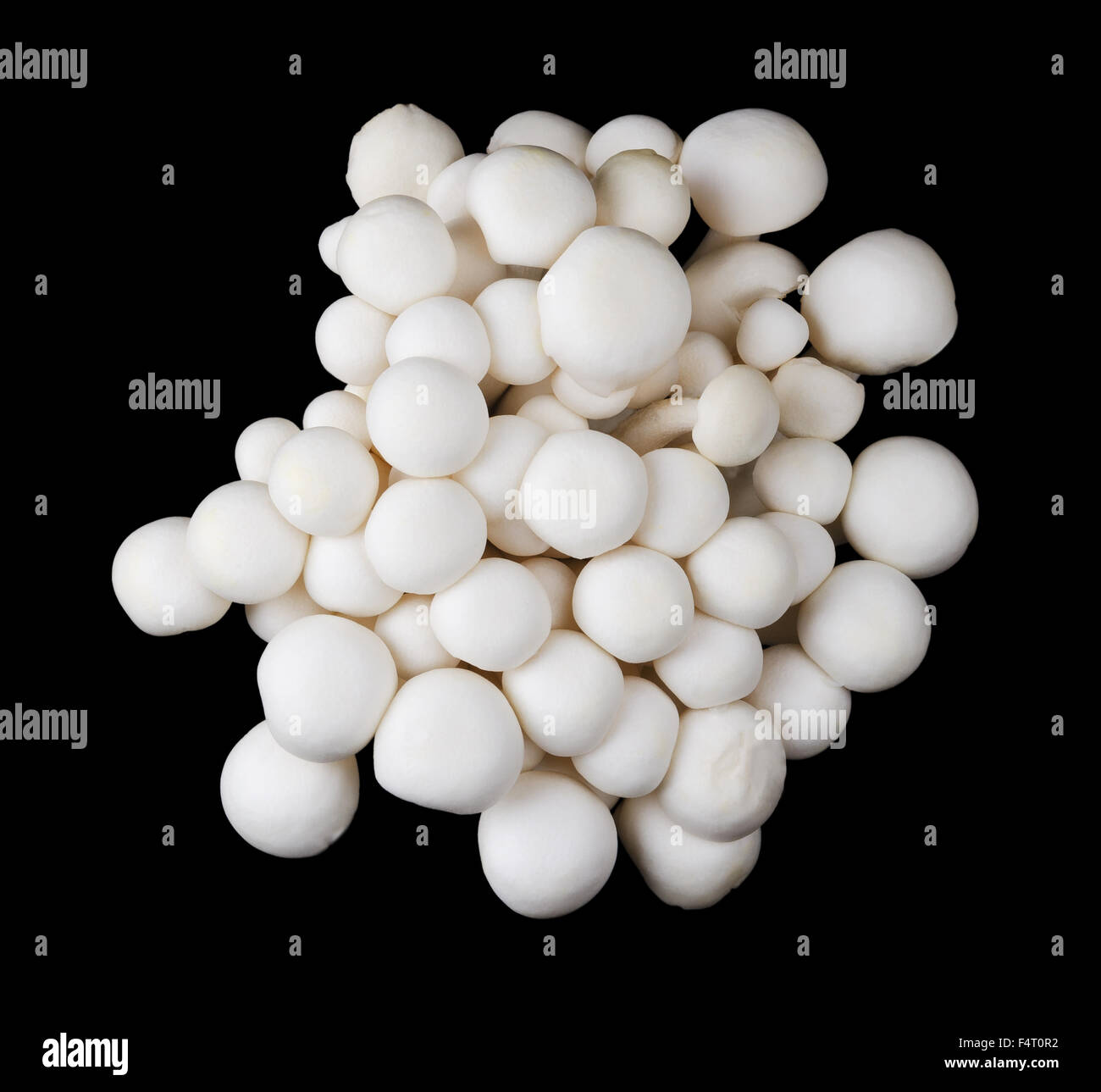 White beech mushrooms, bunapi shimeji, also called white clamshell mushrooms, an edible fungus on black background. Top view. Stock Photo
