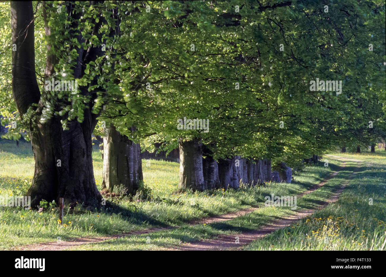Beech avenue near Harpfetsham - Palling, Chiemgau, Upper Bavaria Stock ...