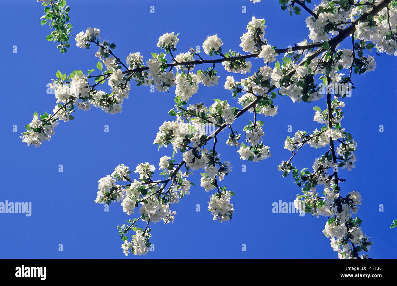 Apple fruit buds hi-res stock photography and images - Alamy
