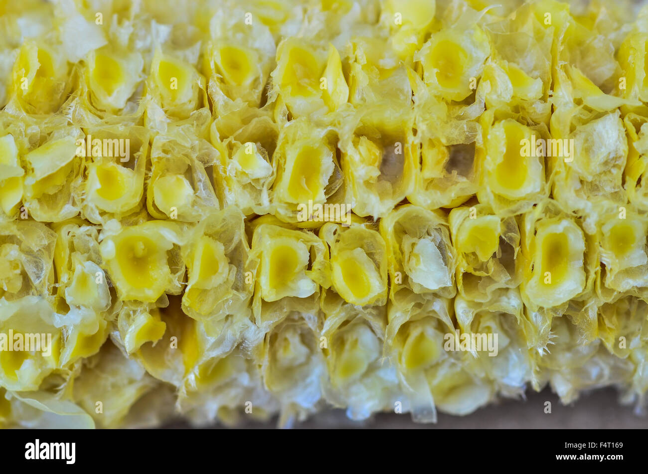 Corn Cob background Stock Photo - Alamy