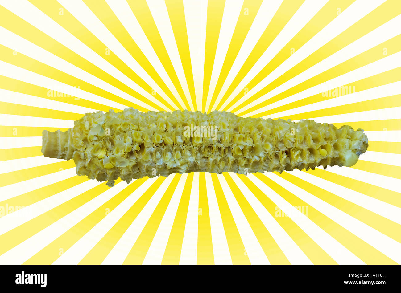 Corn Cob on ray white background Stock Photo Alamy