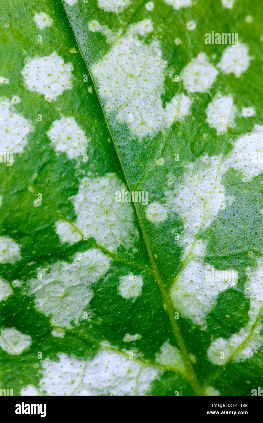 Pulmonaria officinalis 'Sissinghurst White' (Lungwort) Close-up of mid-green leaf with white spots. Somerset UK. Stock Photo