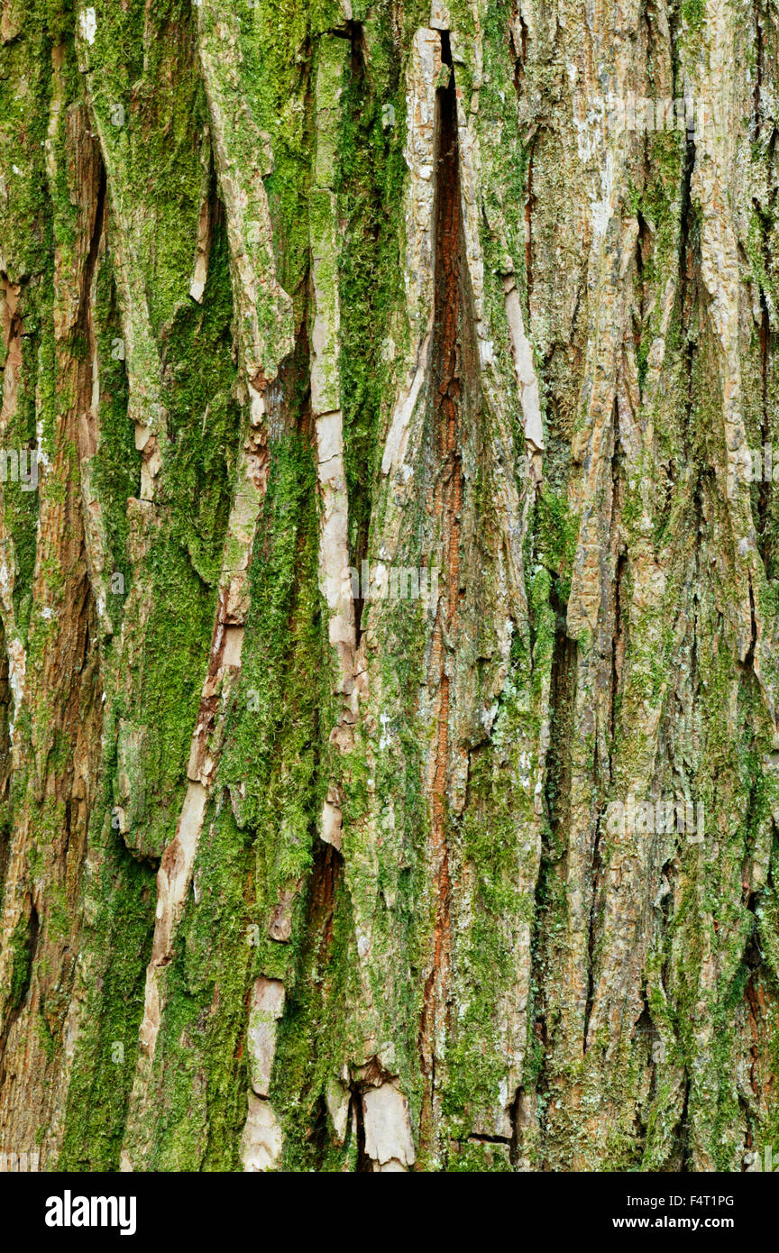 Ulmus x Hollandica 'Vegeta' 'Dutch Elm cv.'. Close up of bark. Gloucestershire UK. Stock Photo