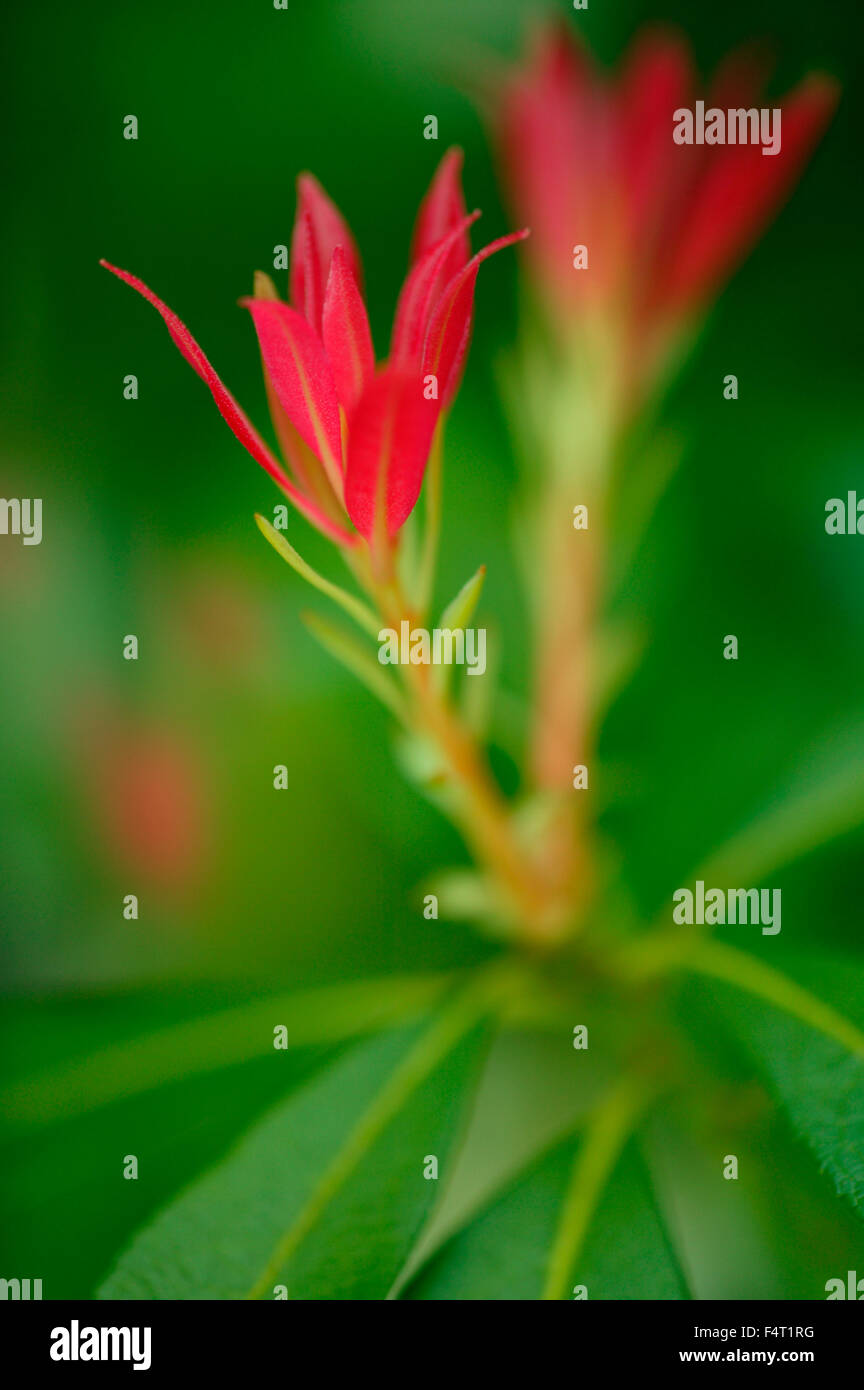 Pieris japonica . Close-up of young red leaves in spring. Gloucestershire UK Stock Photo