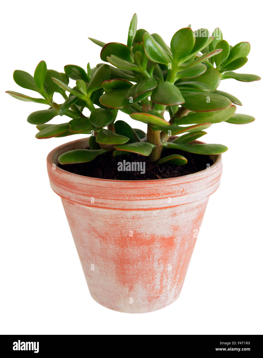 Crassula (money plant) in terracotta pot against white background Stock Photo
