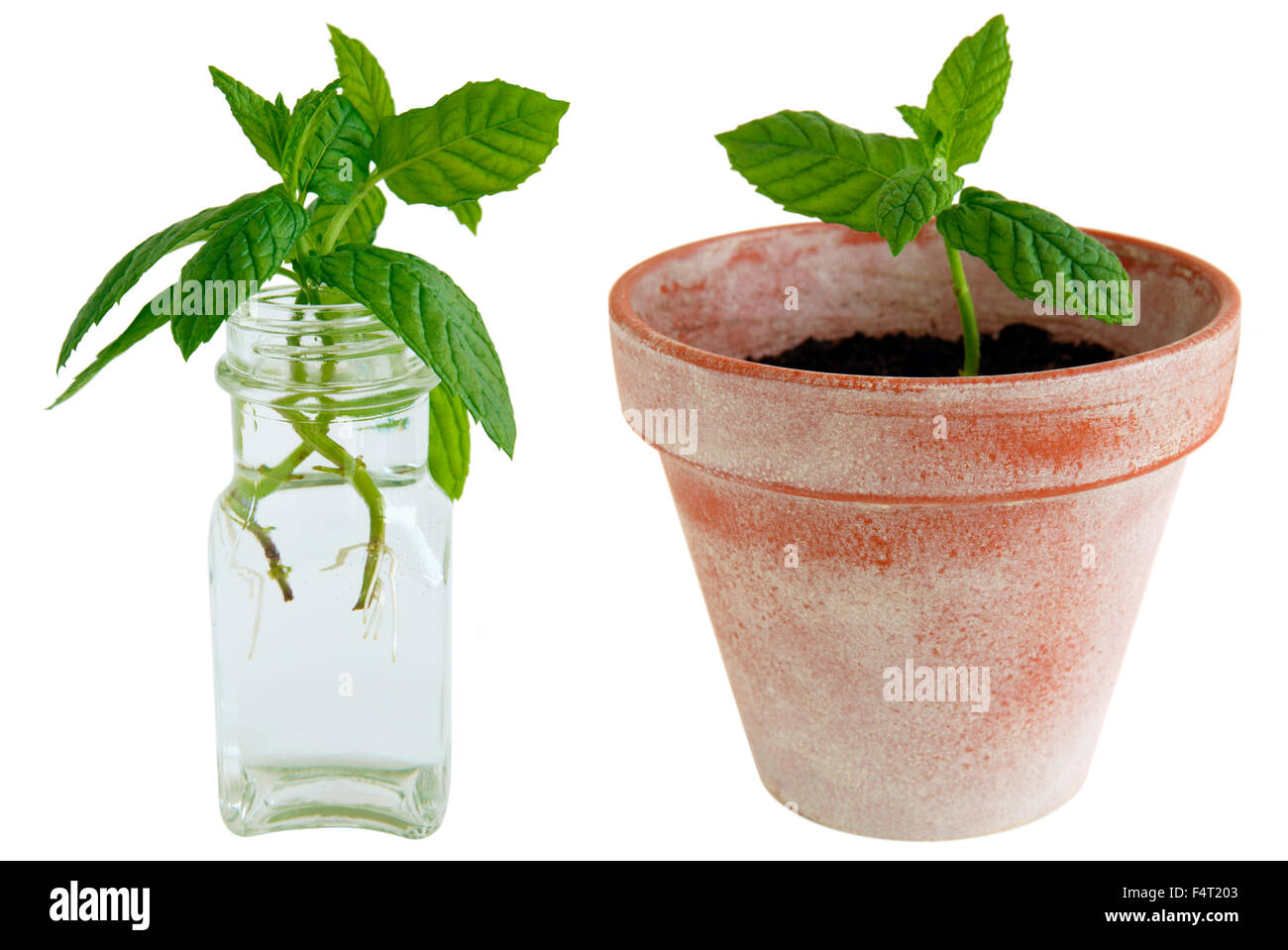 Mint cuttings rooting in water and potted. Stock Photo