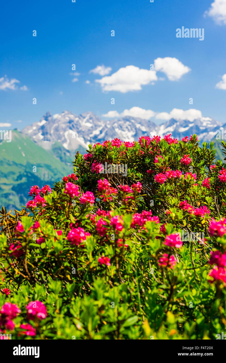 Allgäu, Allgäu Alps, Alps, Alpine plant, Alpine roses, Alpenroses, Alpine roses, Alpenroses, blossom, Bavarian, near Oberstdorf, Stock Photo