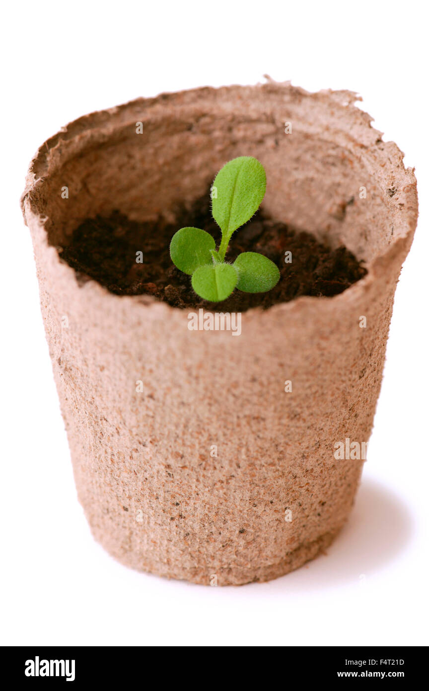 Seedling in peat pot Stock Photo