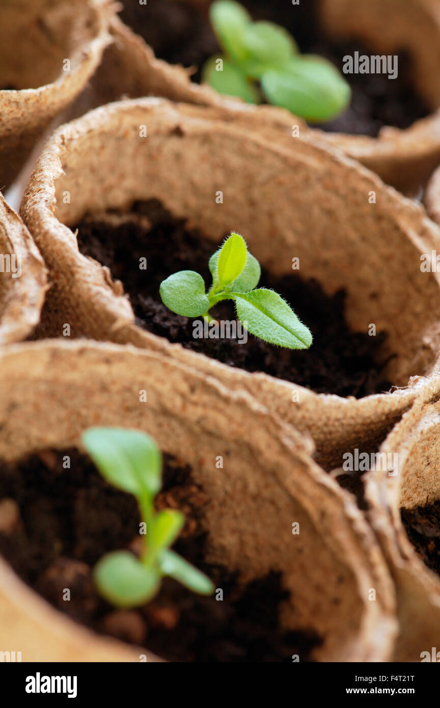 Seedlings in peat pots. Stock Photo