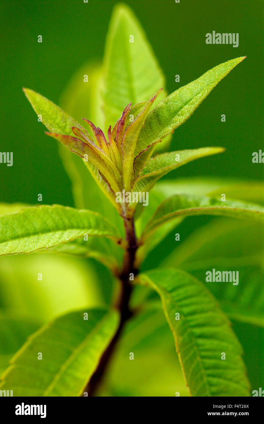 Aloysia triphylla (Lemon Verbena) Culinary herb Close up of aromatic foliage in June Somerset UK Stock Photo